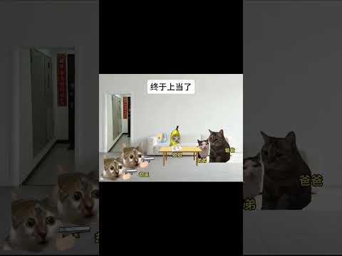 #猫meme小剧场 #猫meme #猫meme搞笑剧情 #猫meme剧场
