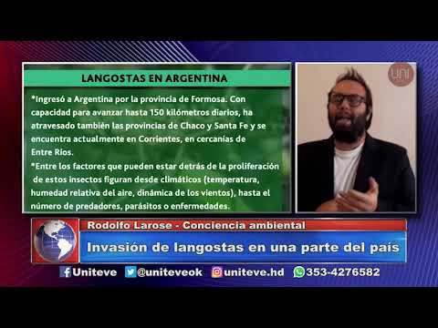 Invasión de langostas en una parte del país