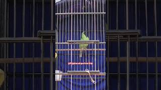 Download lagu Cucak ijo isian tengkek buto 😎 mp3