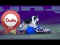 Freestyle Heelwork To Music Competition Winner | Crufts 2017