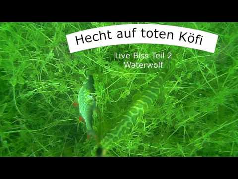 Hecht Pike Livebiss auf toten Köderfisch Water Wolf 02