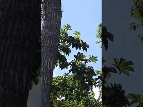 avistamiento de árboles gigantes en piamonte cauca