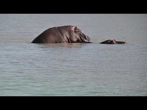 Hippo Mating