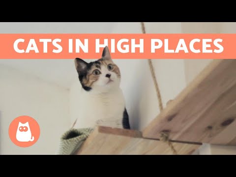 Why Cats Like Sleeping in High Places - 5 Reasons