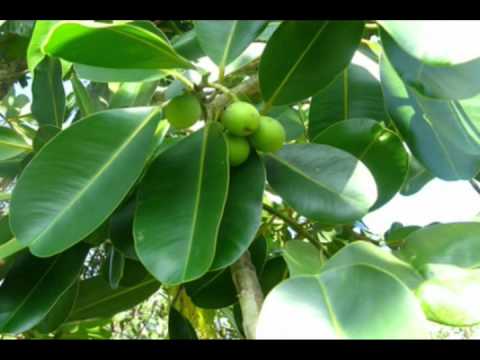 Thể hiện bởi Tâm Thư