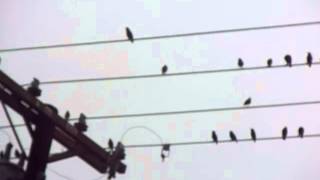 Christmas song by birds