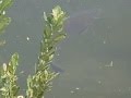 Peche Carpe Roby