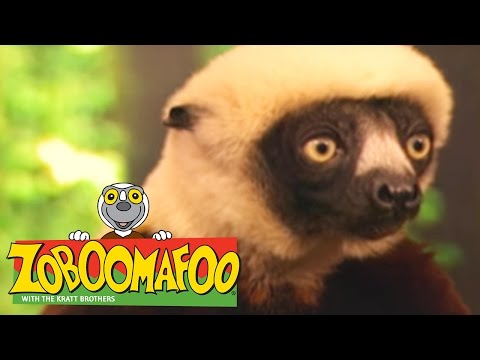 🐒 Zoboomafoo 🐒 120 | Animal Daycare - Full Episode | Kids TV Shows
