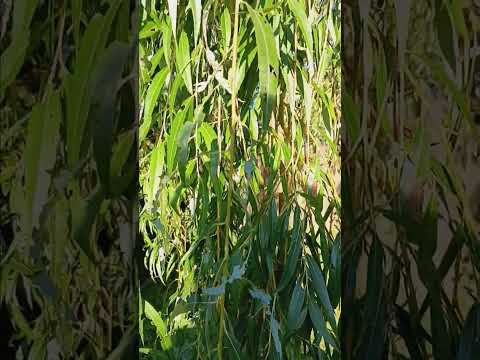 weeping willow trees facts and information and care uses good and bad of weeping willow trees