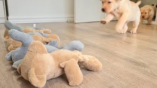 Puppies Choose Their Own Stuffed Toy to Take Home