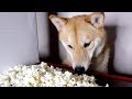 My Dog Eating Popcorn For 2 Minutes Straight ASMR