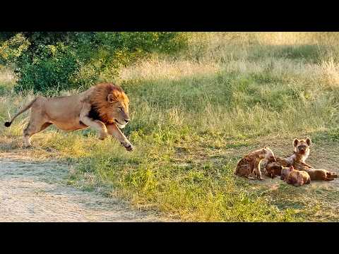 Lion Comes Across Hyena Cubs Sleeping at their Den