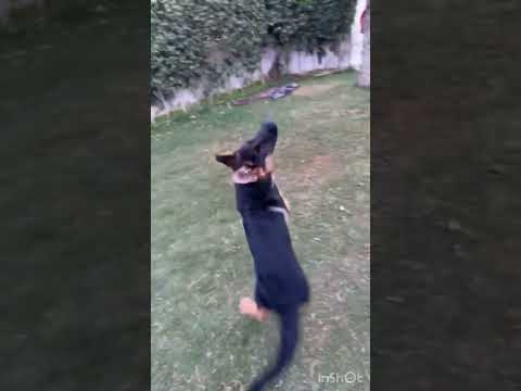 Heavy Bonesize German Shepherd