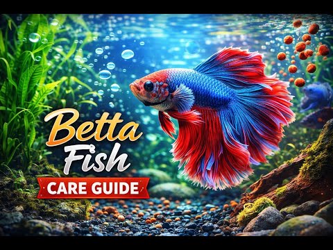 Betta Fish Care Guide | Full Setup, Diet & Behavior
