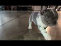 French Bulldog dogs for sale: Baxter - Video 1
