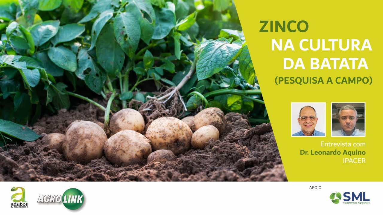# 290 - ZINCO NA CULTURA DA BATATA - ENTREVISTA COM DR. LEONARDO AQUINO