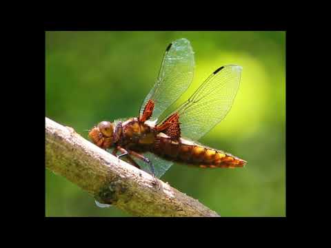 Dragonflies Species - Libellen Arten