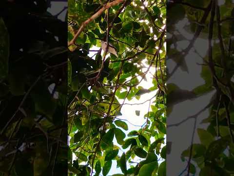 #rolinha #pernambuco #gravatá #nordeste #shorts #sitio