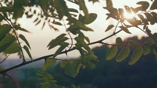 Msica relaxante, amanhecer com passarinhos. Relaxamento total para massagem, shiatsu, terapias.