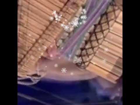 live with orchestra at concerto di Natale 2019 at Leo rojas