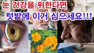 눈 건강(노안 포함)을 위한다면 텃밭에 이거 심으세요!!!(눈 건강, 노안 예방, 황반변성, 황반색소에 필요…