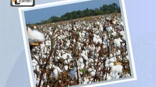 Fiber to Fabric - Elementary Science