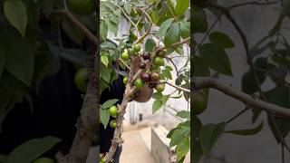3 segredos para ter muitas jabuticabas na sua casa