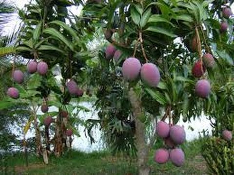 download lagu mp3 mp4 Mango Tommy Mexico, download lagu Mango Tommy Mexico gratis, unduh video klip Mango Tommy Mexico