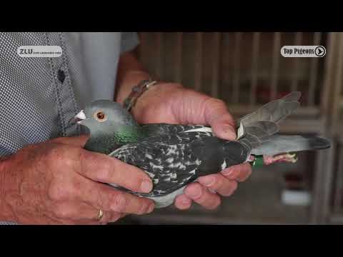 Nationale winnaar ZLU 2018 Narbonne - Wim Kooreman, Kloosterzande