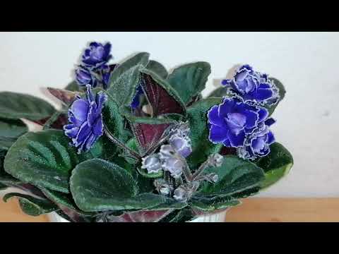 Saintpaulia ionantha blue double flowered 🌸