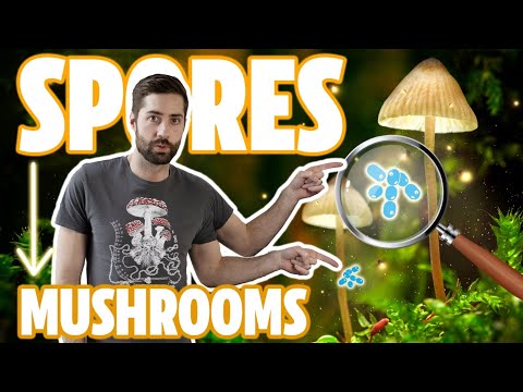 ♻️ Understanding The Mushroom Life Cycle - From Spores To Mycelium To Mushroom And Back Again!