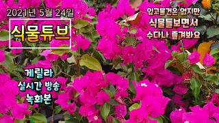2021년 5월24일 월요일 예쁜식물들 보면서 수다떨어봐요 #양재꽃시장 #식물튜브