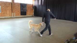 preview picture of video 'DogDance Turnier Zusmarshausen 2013 Fun Beginner Balu'