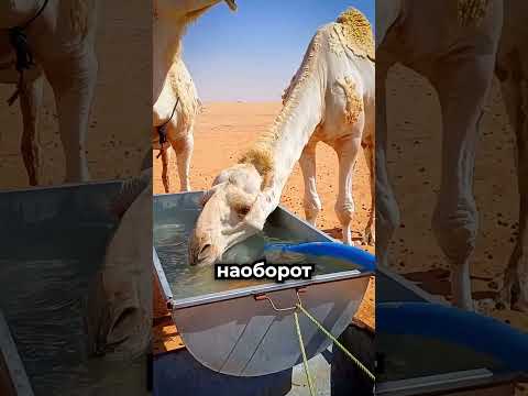Одна ошибка с водой может навредить верблюдам 😳