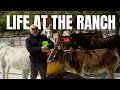 Why I Built My Own Dog Paradise Life At The Ranch