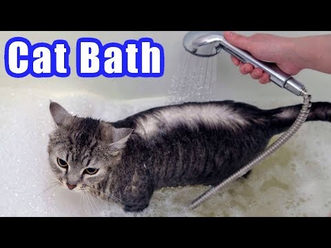 How to Give a Cat a Bath without It Freaking Out or ... - YouTube
