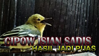Download lagu MASTERAN SIRTU CIPOW TER NYARING ISIAN BANYAK PULA DAN JEDA mp3
