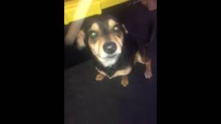 Chiweenie Puppies Videos