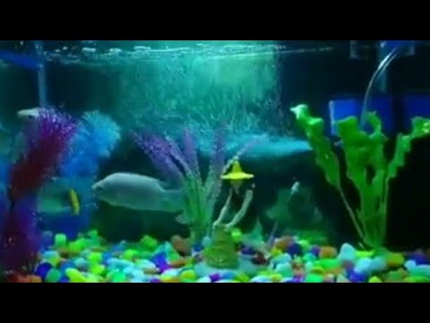 Sneyha, Arbin & Javan Fun Playing With Real Fish in Inflatable Swimming pool - Cute Sneyha's Show