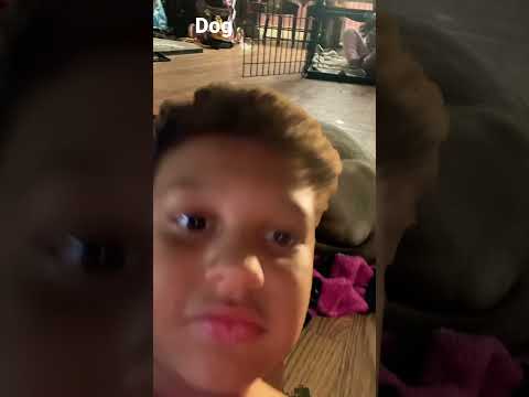Dog Pfp