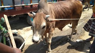 Download Lagu cow unloading. cow videos. cow video. big cow. goru hamba cow. Ep-74 #Jk cow video Thumbnail