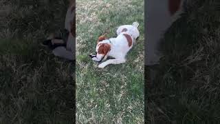 Video preview image #1 Brittany Puppy For Sale in Curwensville, PA, USA