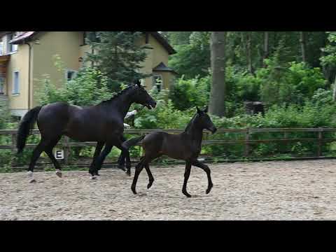 Clouds von Freiherr von Stein