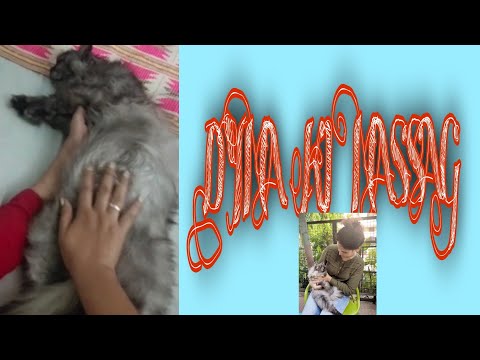 Pregnant Dyna Want Full Body Massag#Full#Body#Massag:-)Tulikadynavlogs