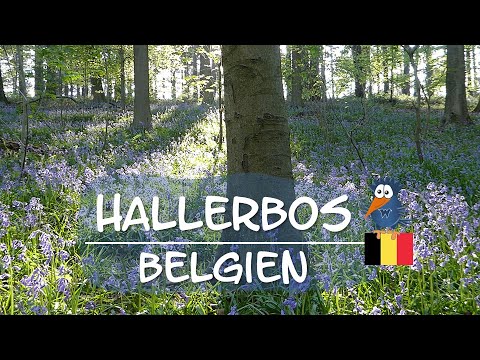 Hallerbos Belgium | Magical Bluebell Forest | Einer der schönsten Wälder der Welt - das blaue Wunder