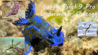 Pixel 9 Pro Underwater Photography That Looks Impossible