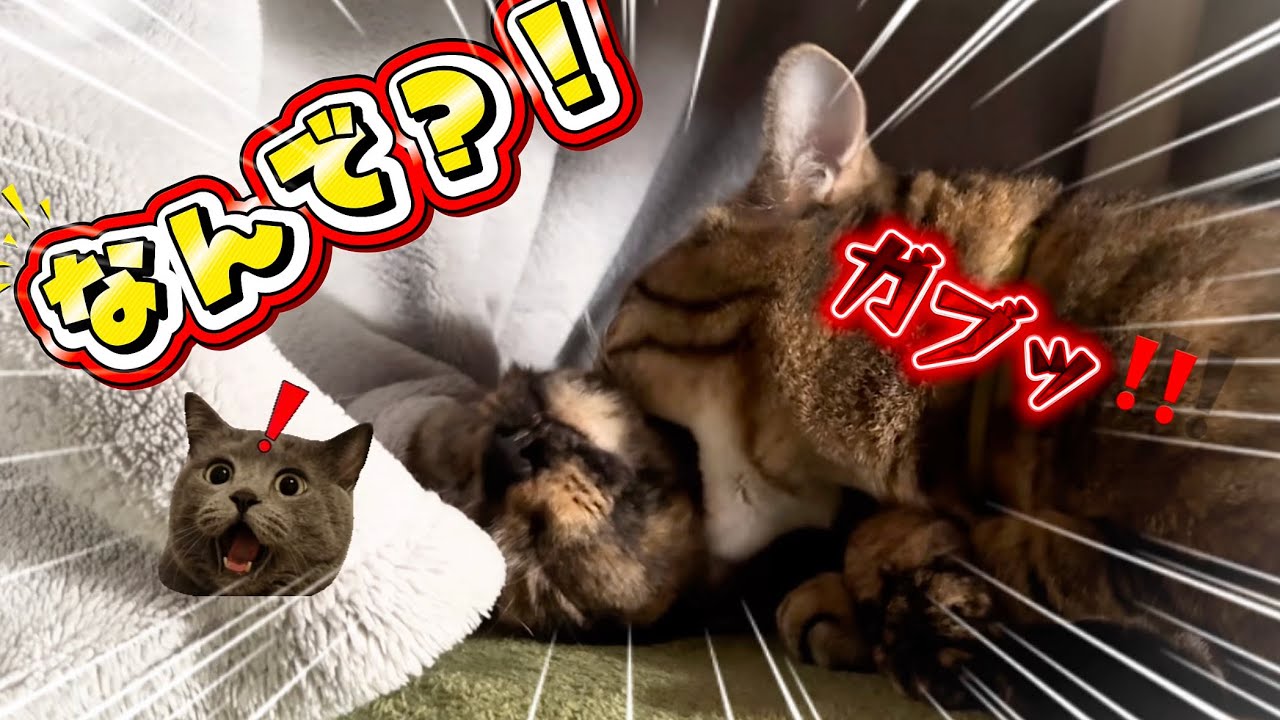 えっ？！保護猫が喉元に噛み付く理由が◯◯◯だった…