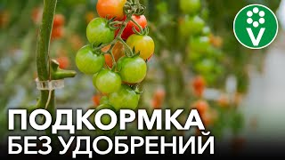 рассада баклажанов и перцев видео. Смотреть фото рассада баклажанов и перцев видео. Смотреть картинку рассада баклажанов и перцев видео. Картинка про рассада баклажанов и перцев видео. Фото рассада баклажанов и перцев видео