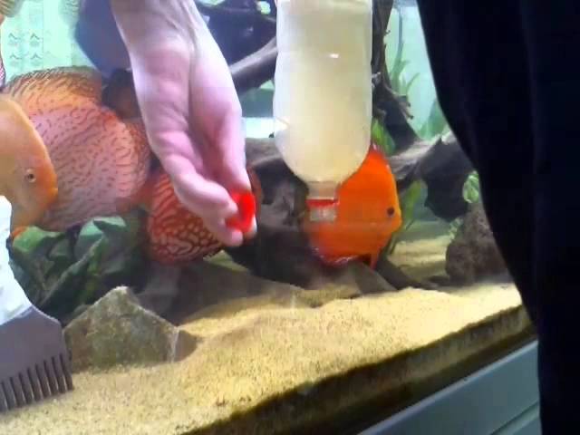 Putting sand in your tank without affecting the water