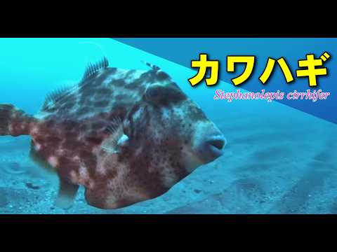 砂を吹き飛ばして餌を探すカワハギ